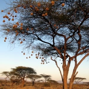tree in savannah landscape